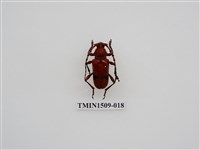 藏品(紅豔天牛)的圖片